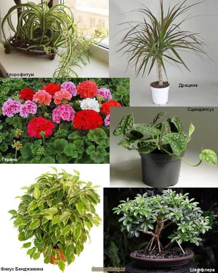 Самые крупные комнатные растения. преимущества. топ-23 растения