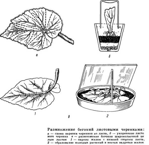 Размножение кротона (кодиеума) в домашних условиях: черенками, отводами, семенами selo.guru — интернет портал о сельском хозяйстве