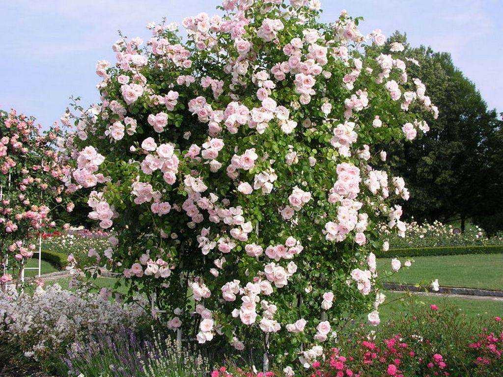 Плетистая роза new dawn (нью даун): фото, описание, отзывы