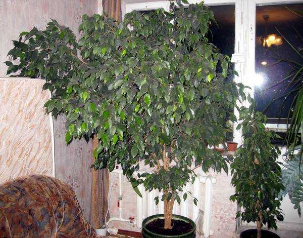 Как растет комнатное растение березка, и почему сохнут листья (фото растения)?