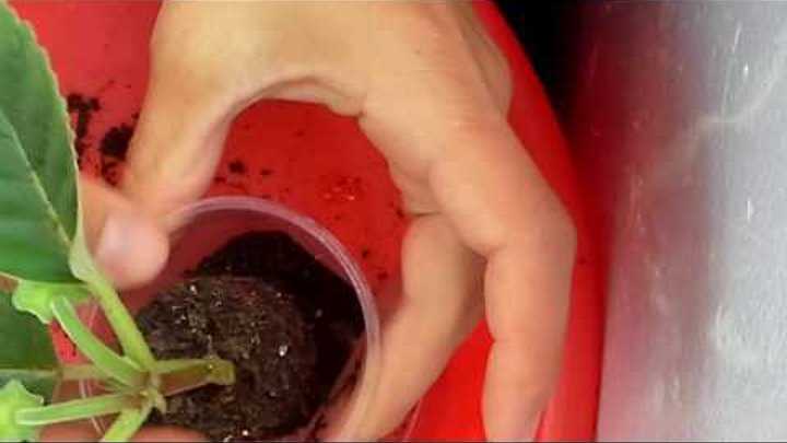 Глоксиния: посадка клубня после зимнего покоя, секреты ухода и выращивания цветка