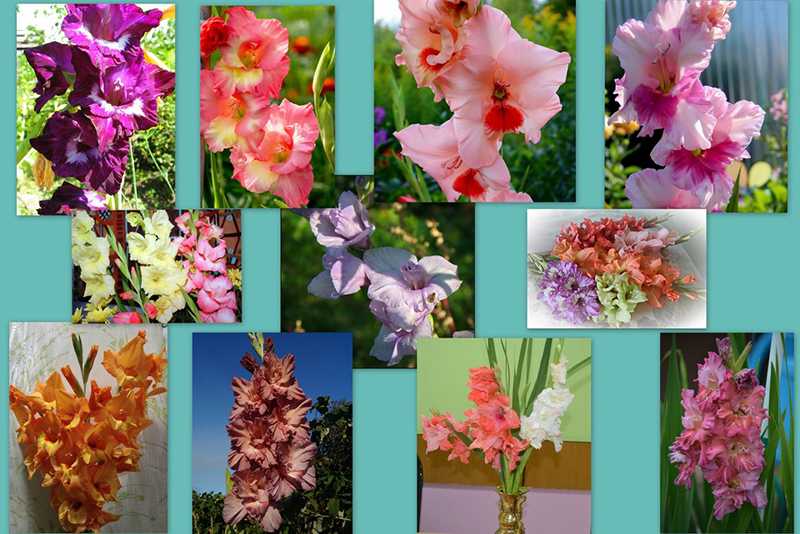 Гладиолус цветок: всё о растении, история возникновения названия, как выглядит и как пахнет, к какому семейству относится, мифы и легенды