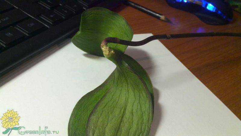 Почему листья орхидеи внезапно потеряли тургор и морщинятся