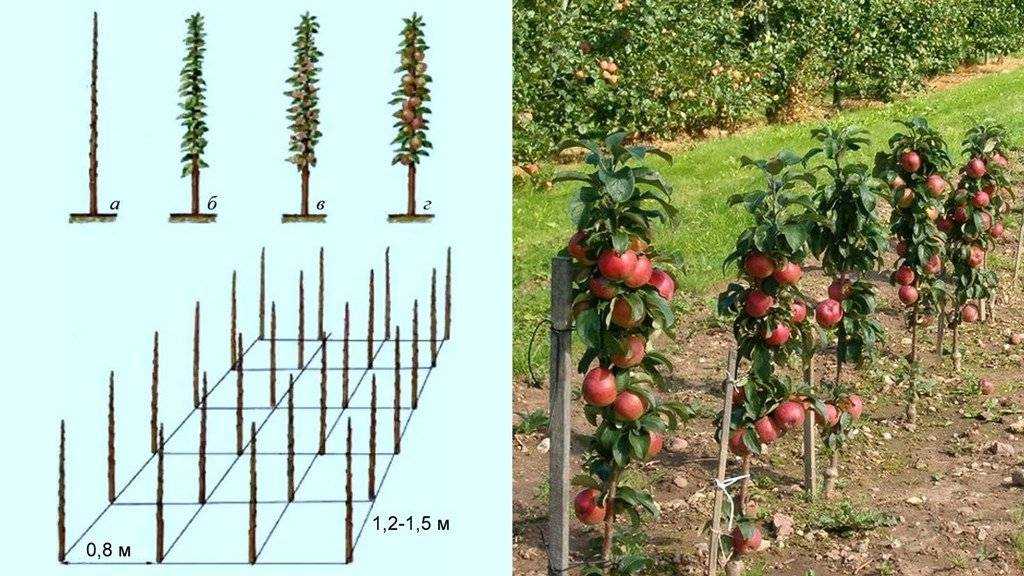 Как правильно посадить и ухаживать за колоновидной яблоней