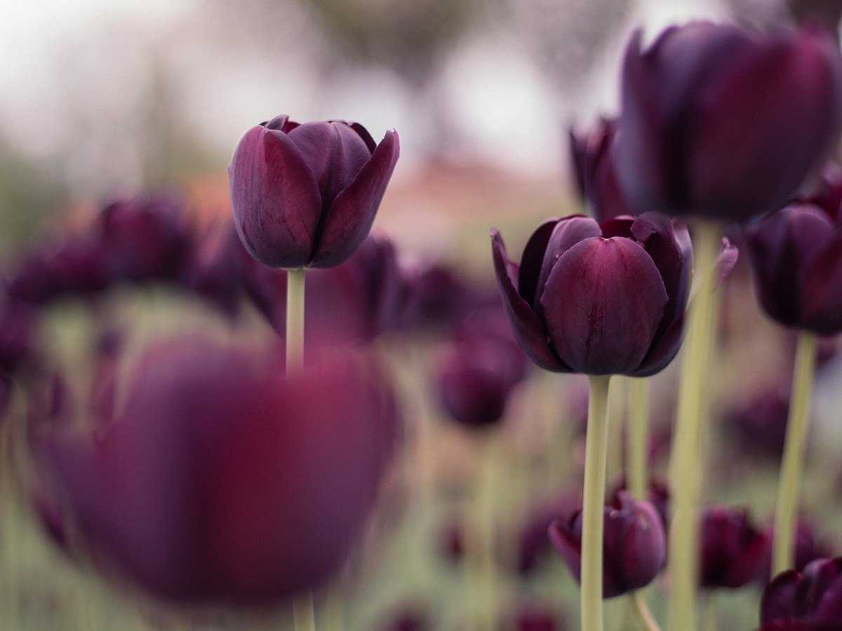 Секреты отличного ухода за тюльпанами после цветения