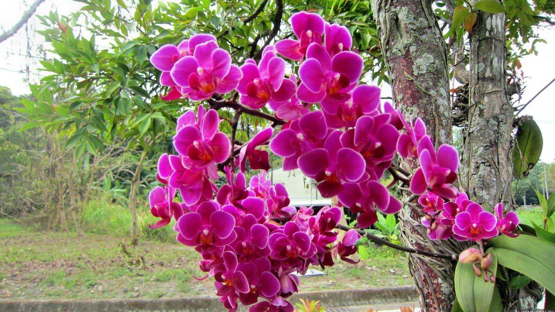 Орхидея в природе — как и где растут орхидеи в дикой природе Фаленопсис в естественной среде, на деревьях Сравнение дикого и домашнего растения Когда и как растение впервые было завезено в Европу