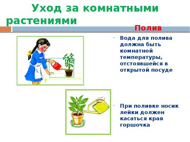 Как часто нужно поливать комнатные цветы: особенности летом и зимой, способы полива домашних растений и какую воду лучше использовать