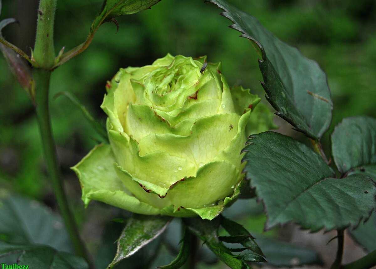 Роза чайно-гибридная: описание сортов