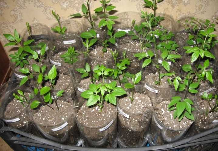 Как собрать семена клематиса - выращивание и уход за растениями