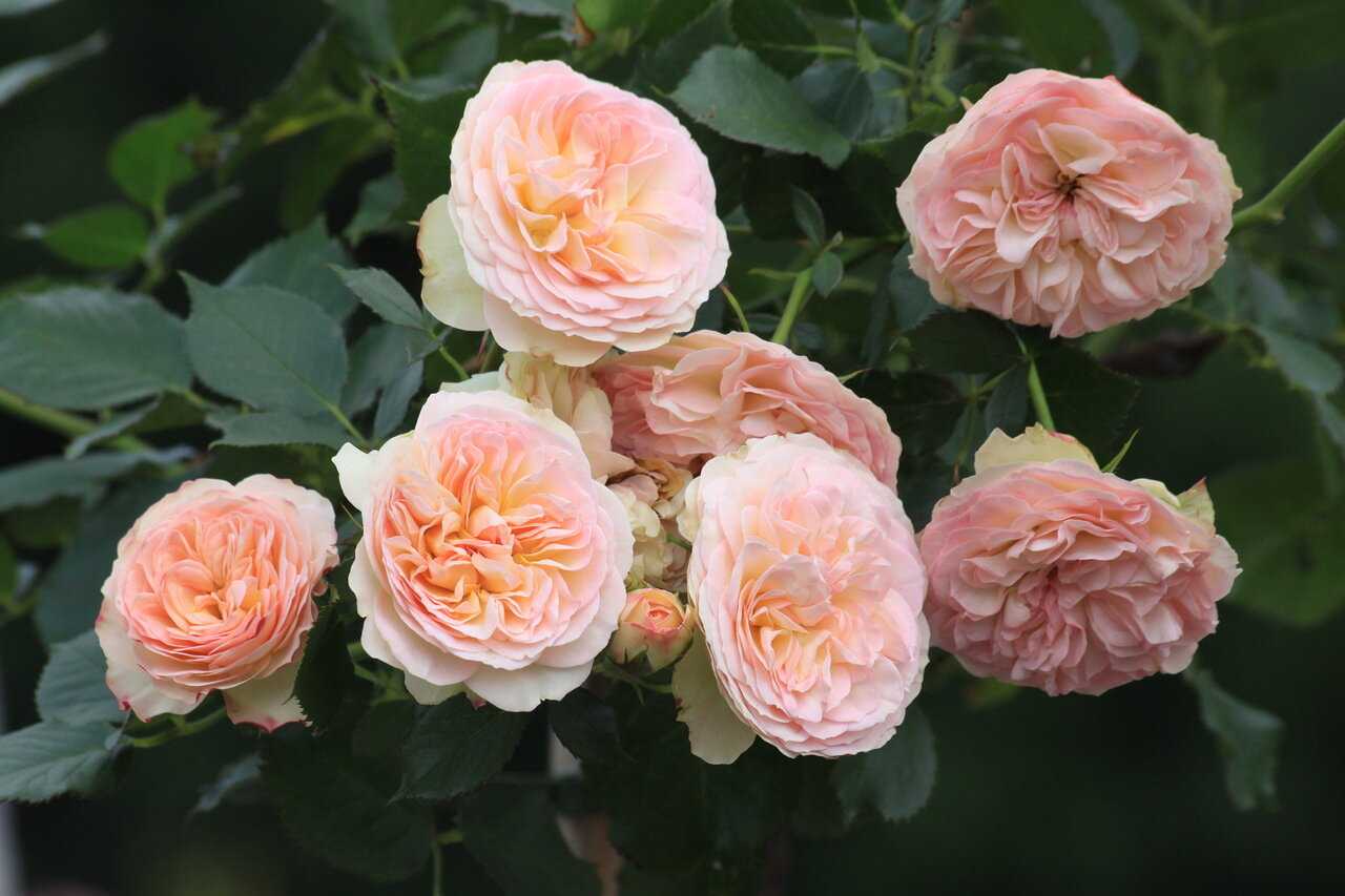 Роза пастелла