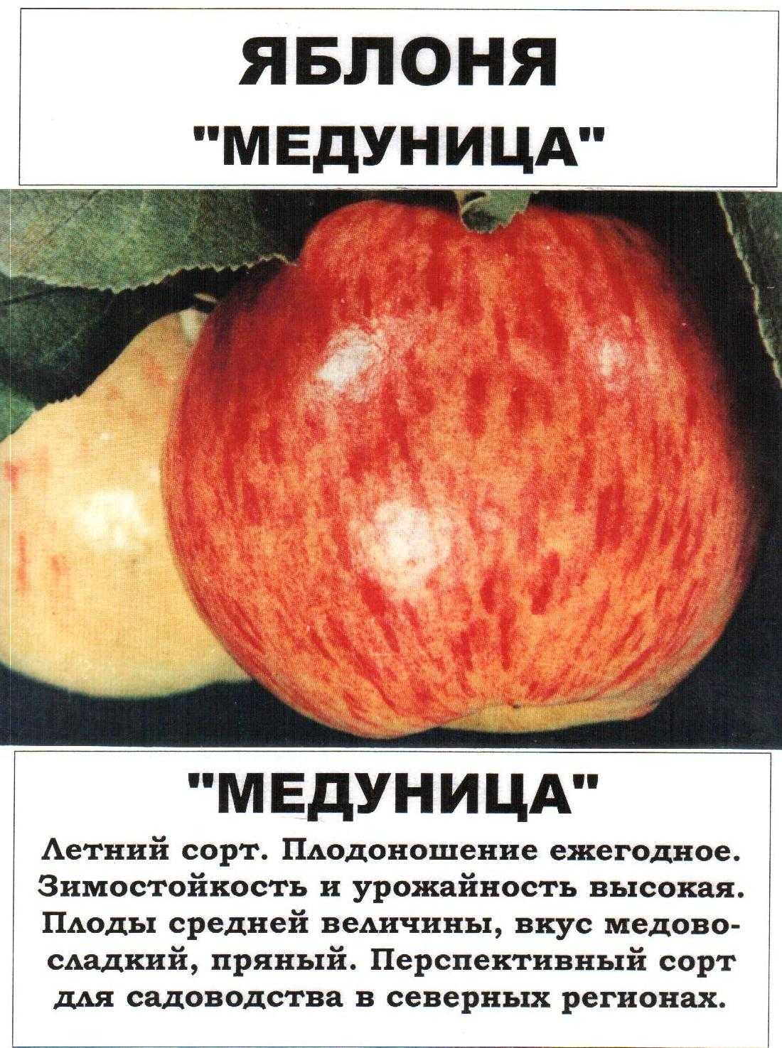 ✅ яблоня медуница: описание зимнего и летнего сорта - сад62.рф