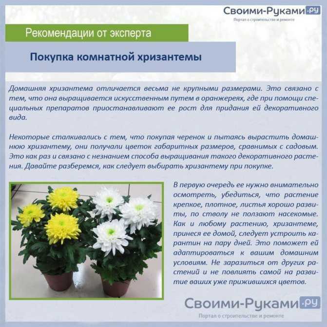 Хризантемы: посадка весной, уход, как правильно сажать на участке