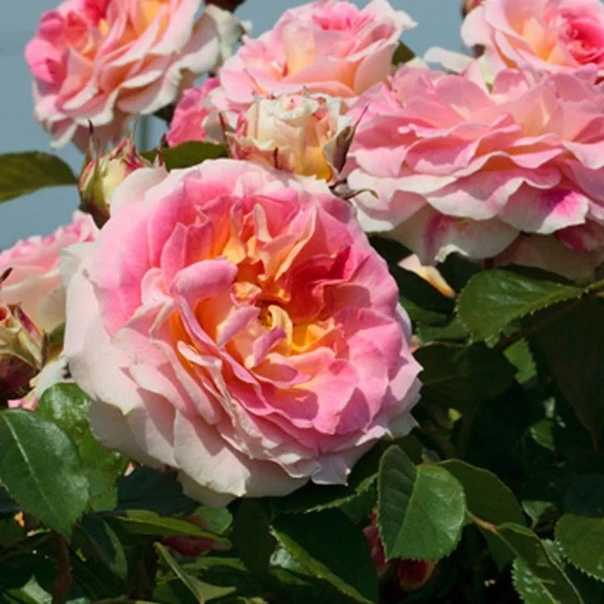 Украшение садов и парков — плетистая роза розариум ютерсен. описание, фото, нюансы выращивания