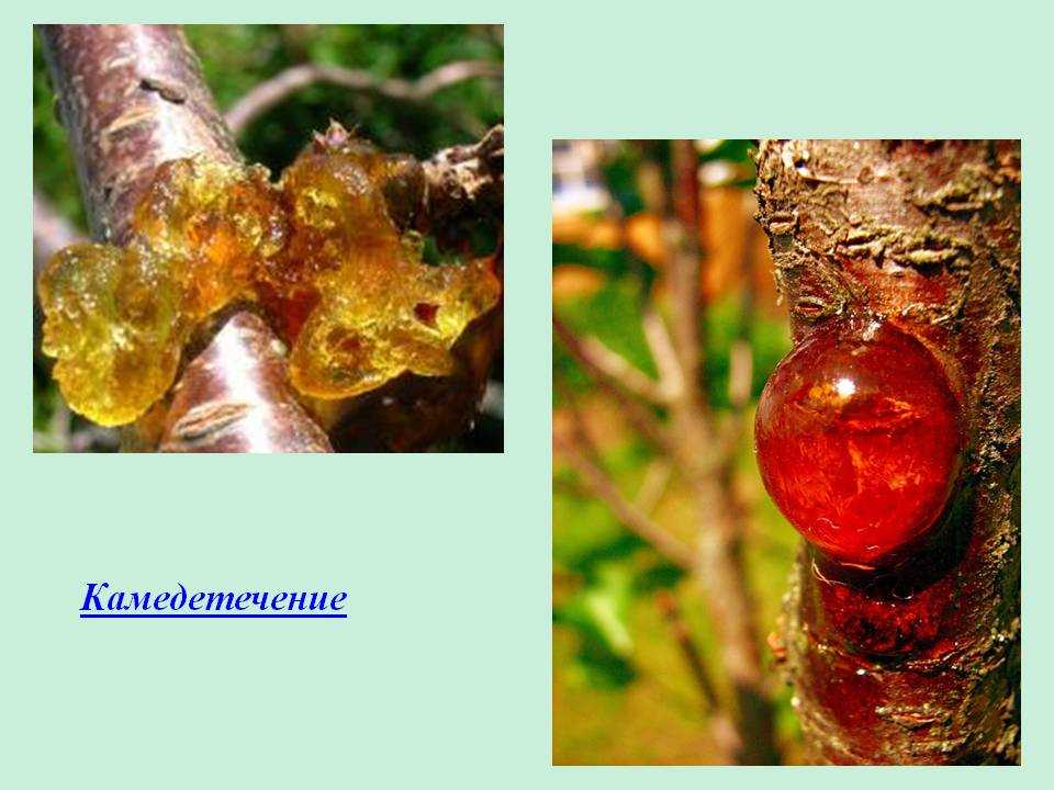 Камедь на абрикосе (13 фото): лечение и что делать, если на дереве появилась смола