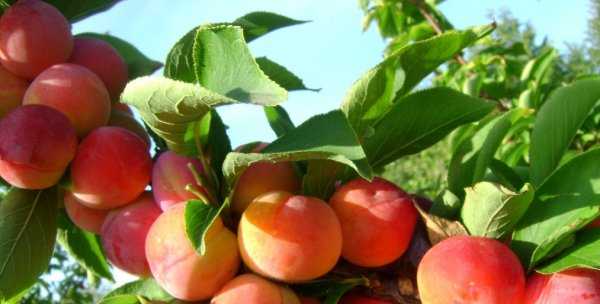 Сливово-вишневые гибриды: особенности, сортовой ассортимент и секреты выращивания