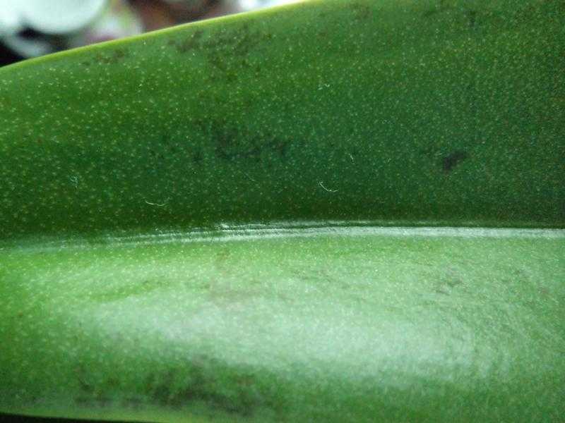 Пятна на листьях орхидеи: от чего могут появиться точки черного и коричневого цвета, какие заболевания и проблемы могут вызвать, что делать с цветком фаленопсис