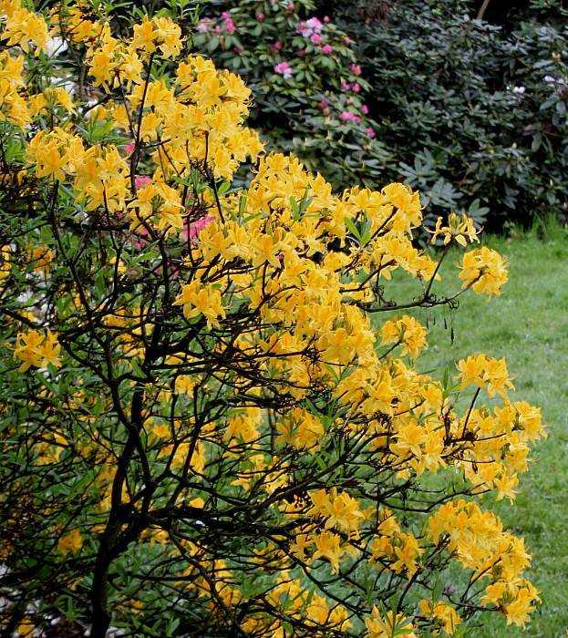 Рододендрон жёлтый (азалия понтийская): фото и описание сортов, посадка и уход в открытом грунте