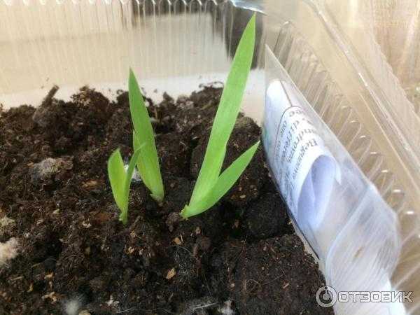 Размножение орхидей семенами - начальный этап