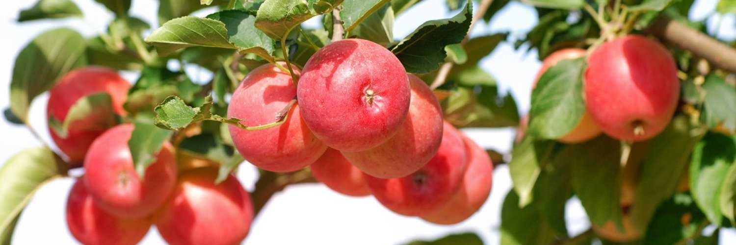 Почему яблоня сбрасывает плоды до их созревания и что делать