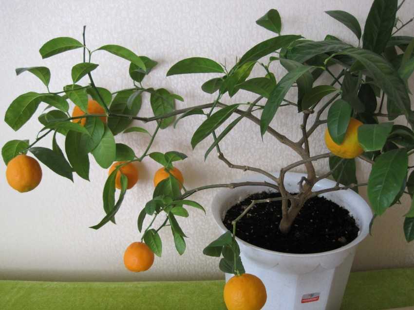 Как вырастить мандарин из косточки в домашних условиях?