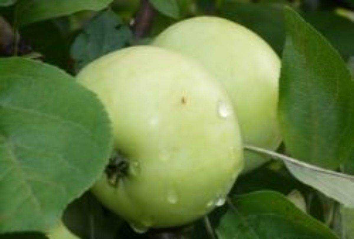 Яблоня белый налив: особенности сорта и ухода