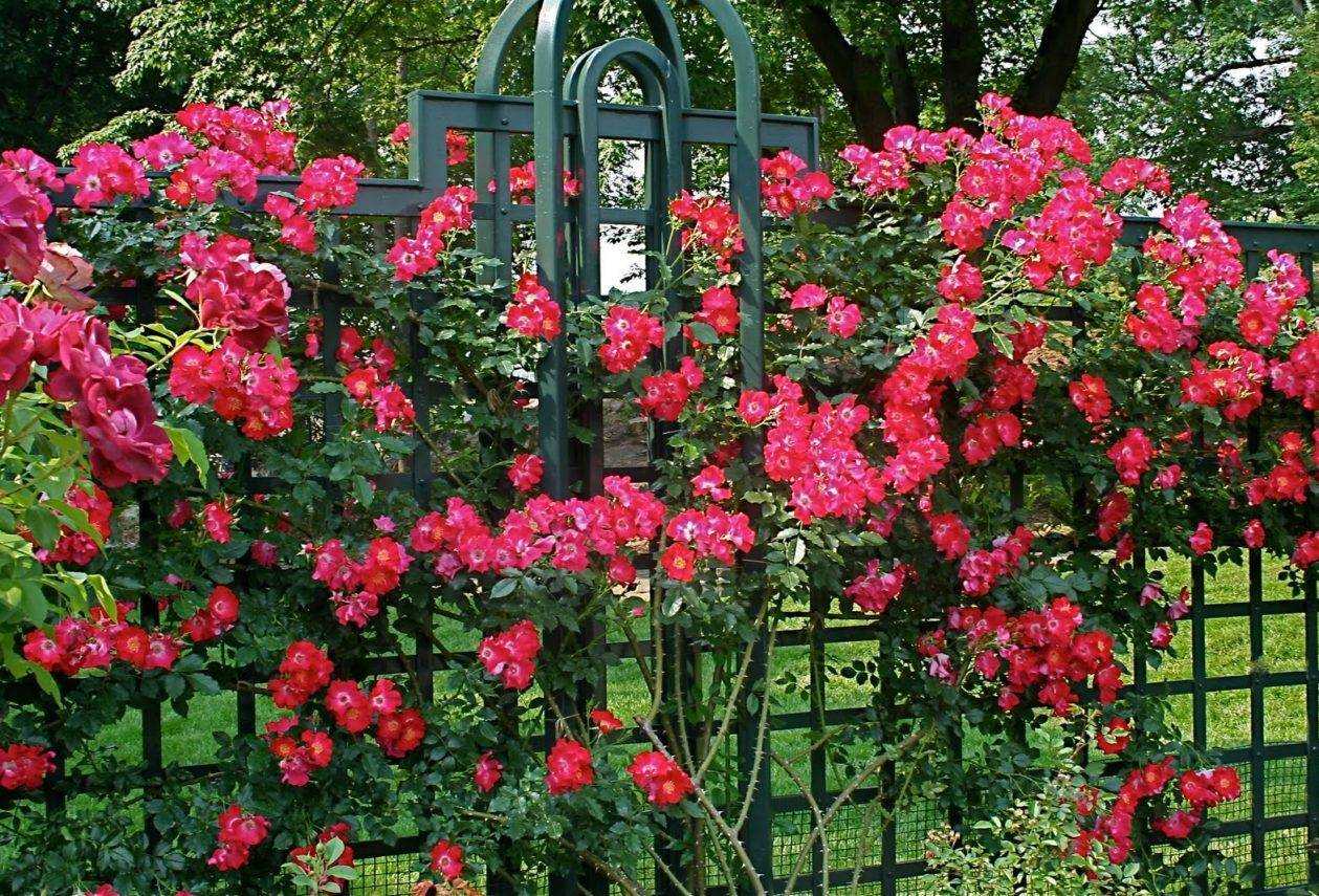Посадка плетистой розы в грунт весной