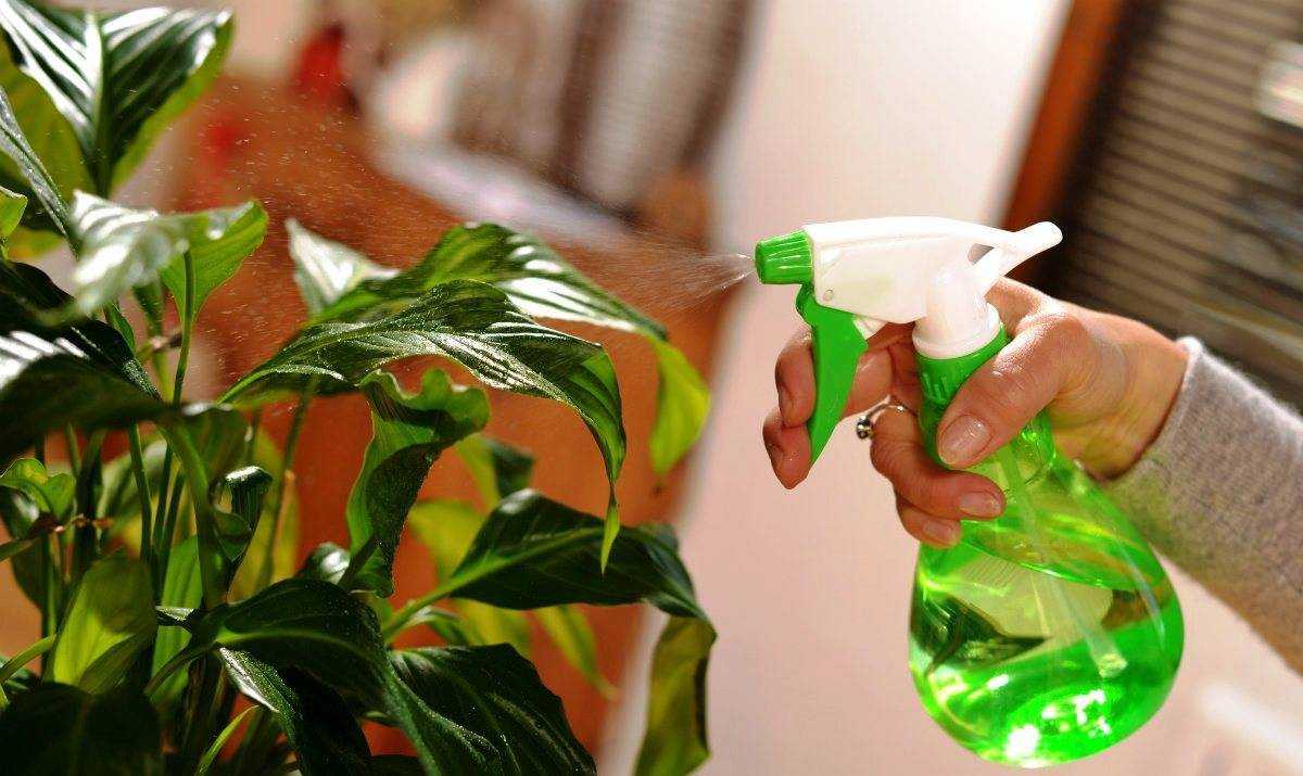 Как поливать комнатные растения: правила полива