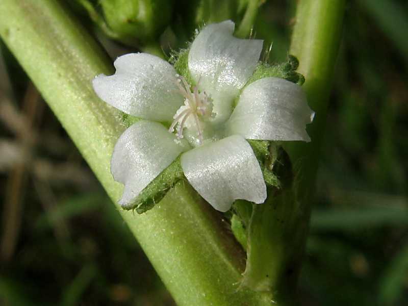 Цветок дицентра: выращивание из семян, посадка и уход, способы размножения