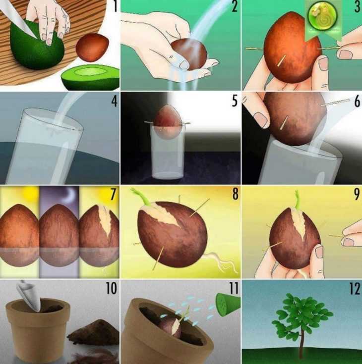 Авокадо - где растет, в какой стране? как вырастить авокадо из косточки в домашних условиях