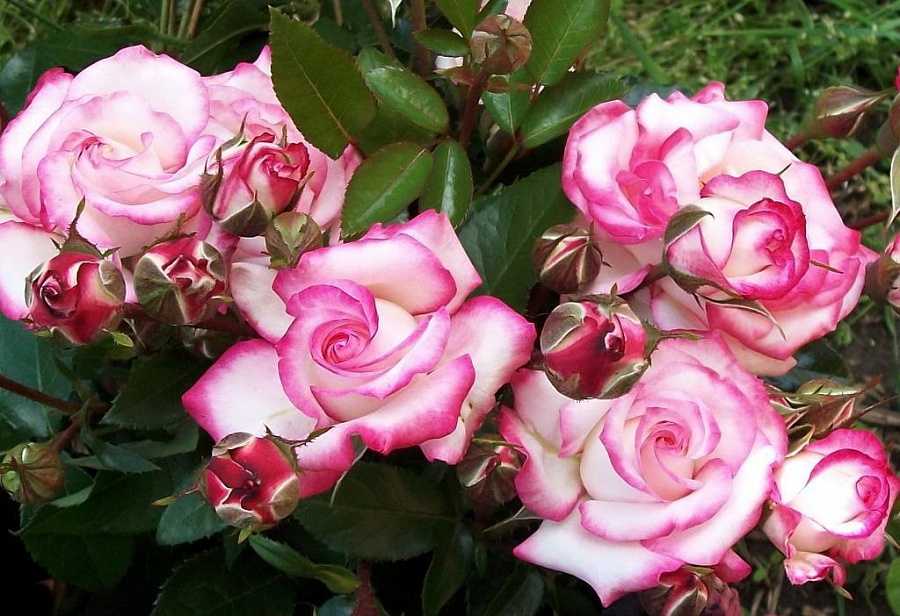 Плетистая роза хендель: посадка и уход