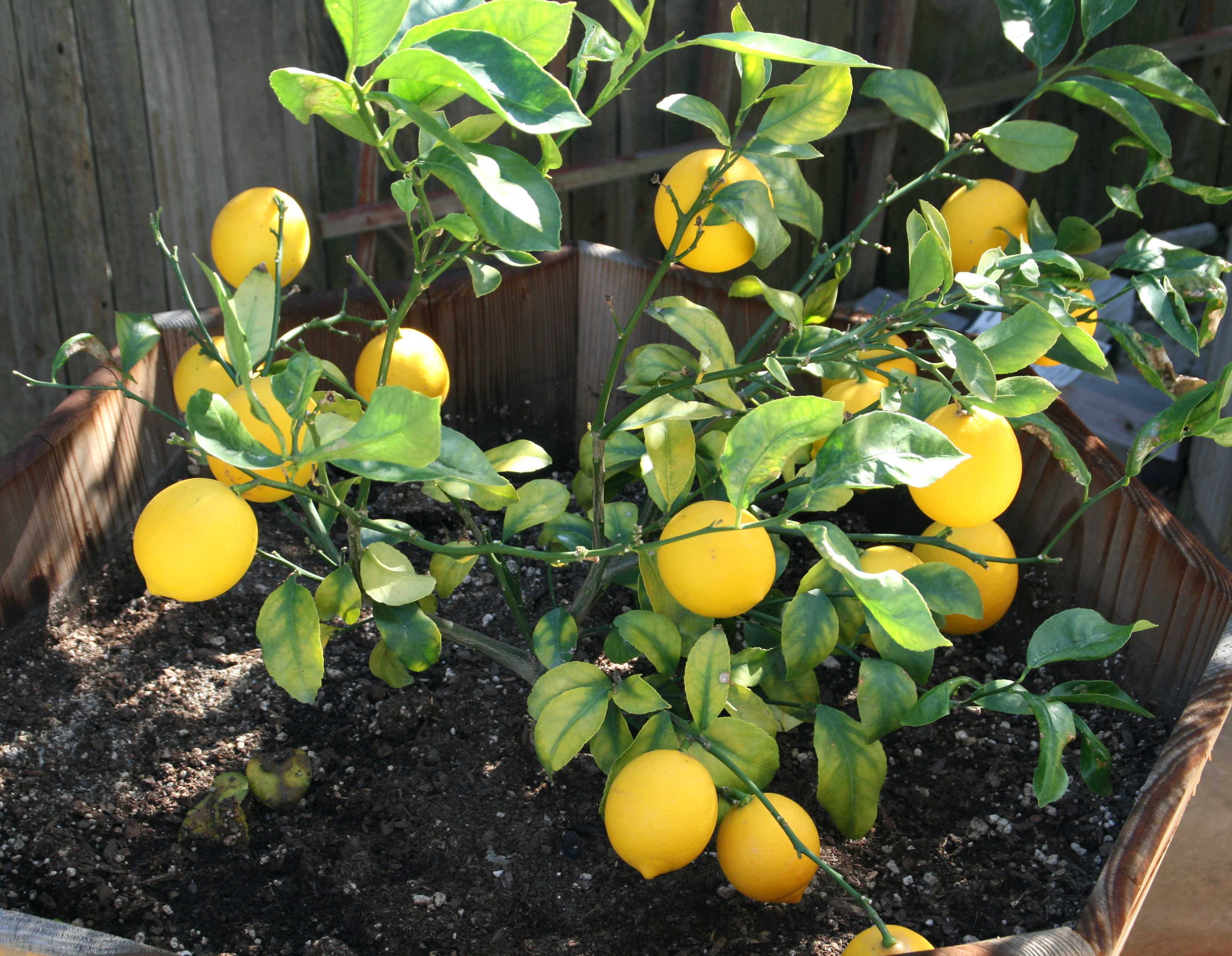 Лимонное дерево – лучшие сорта для комнатного выращивания. принципы ухода за цитрусовыми, прививки, пересадка, размножение