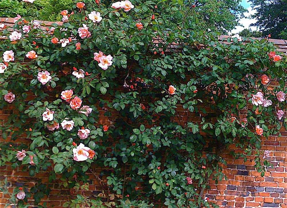 Как ухаживать за плетистыми розами - сорта, особенности посадки и полива.