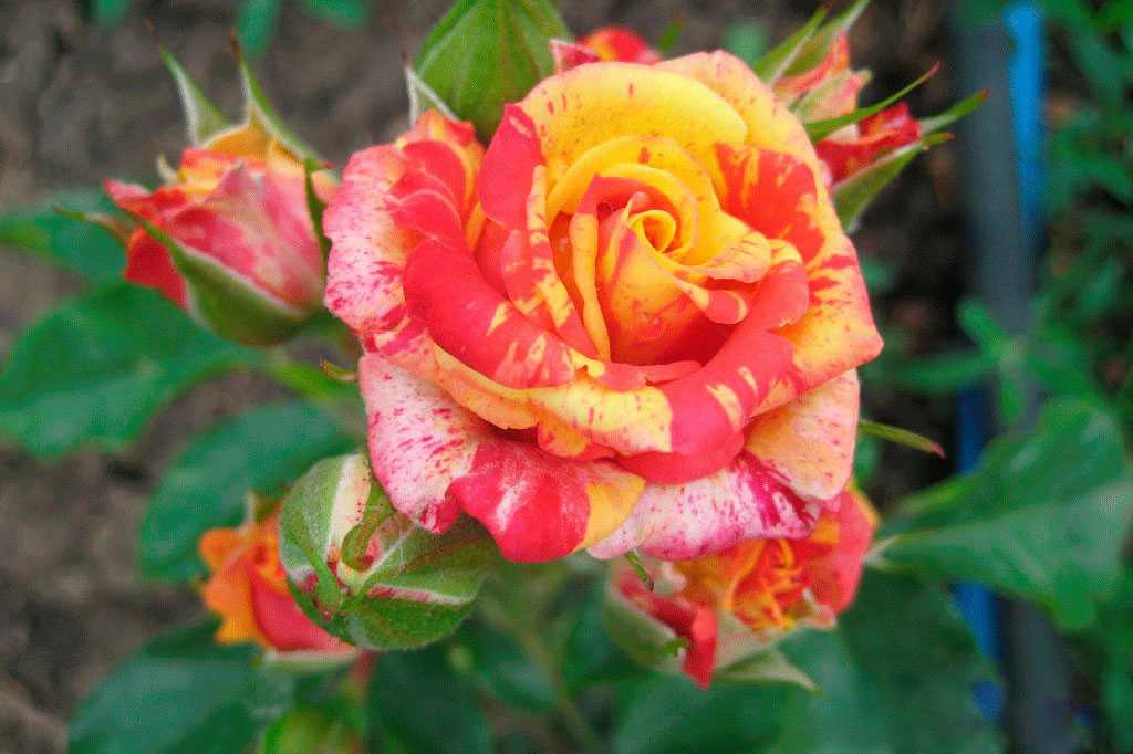 Роза спрей: сорта, описание, посадка и уход (+фото)