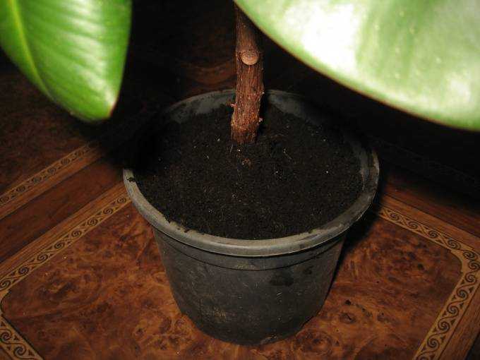 Как посадить фикус в домашних условиях. размножение и уход за растением