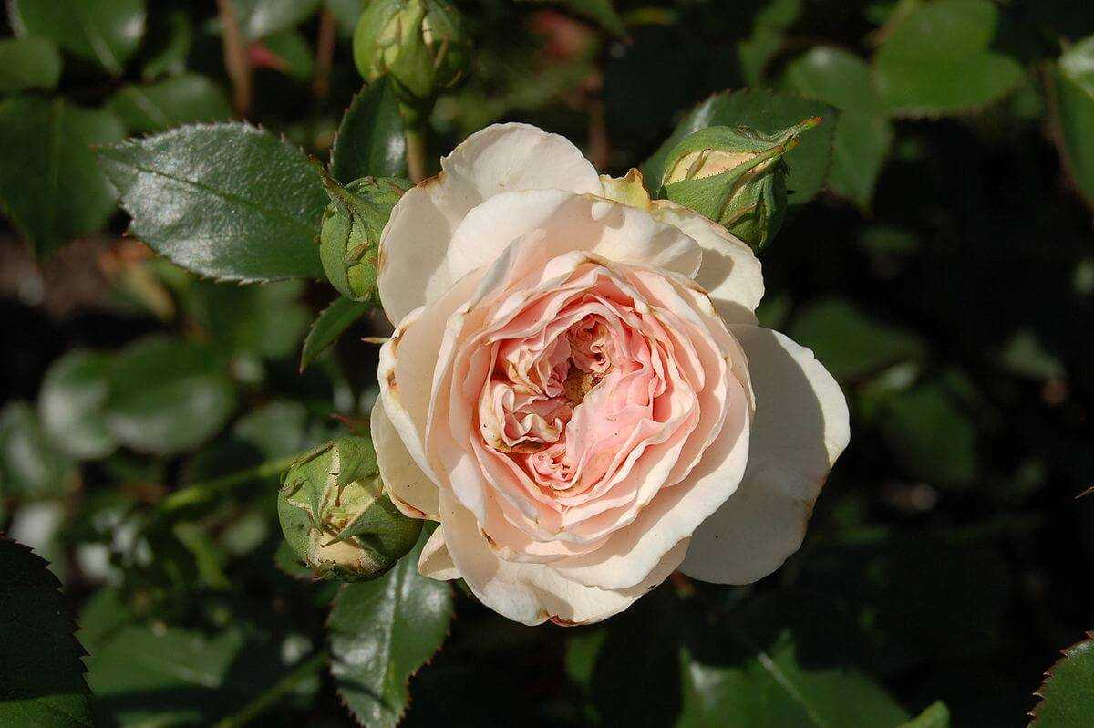 Розы остинки: виды и особенности посадки в саду