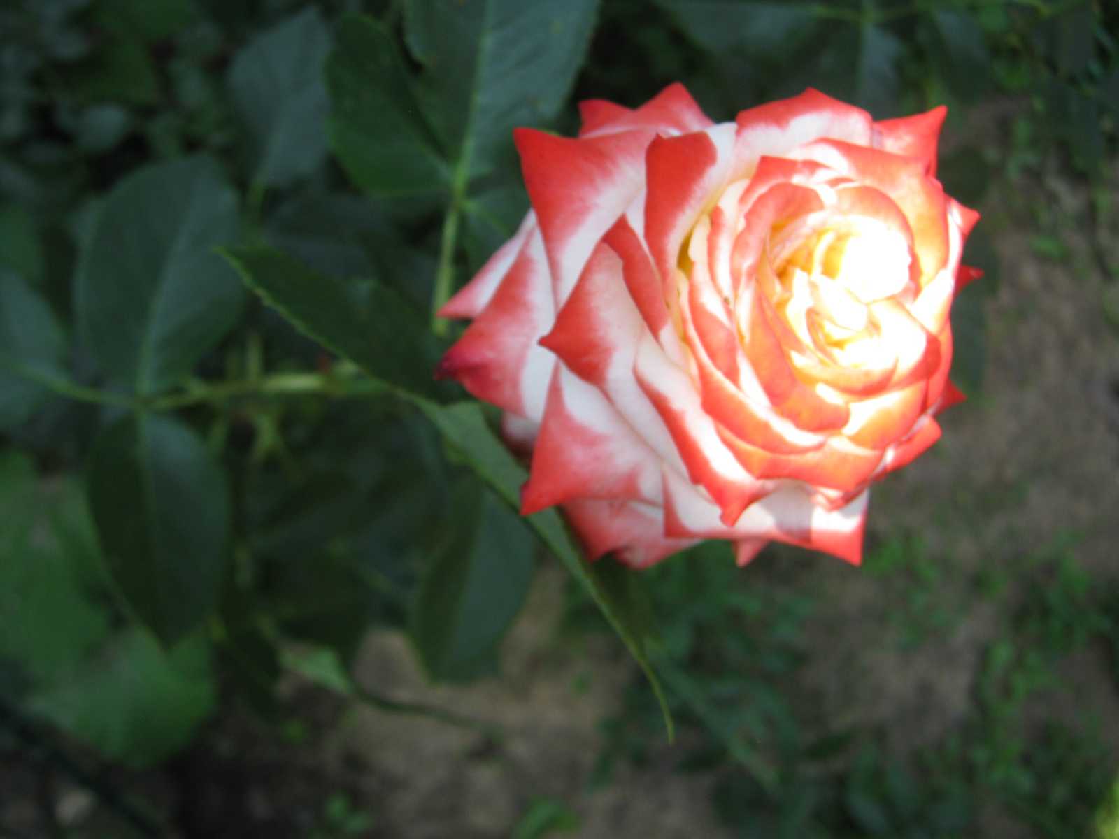Роза императрица фарах – фото и описание, отзывы