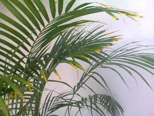 Почему сохнут листья у домашней пальмы