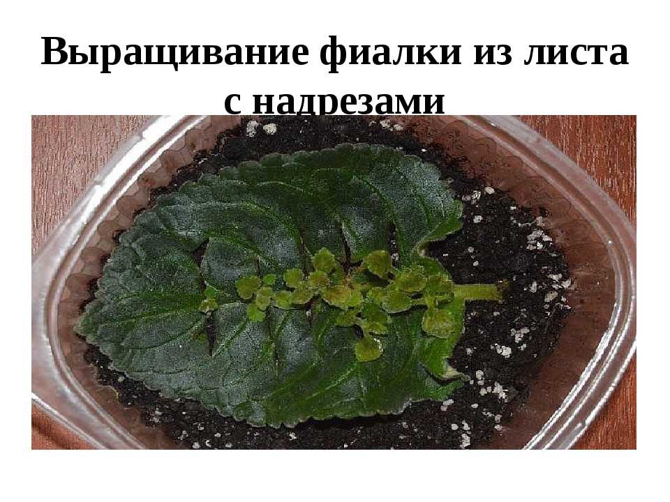 Размножение фиалок в домашних условиях: листом, пасынками, цветоносами, семенами | polemo.ru - дача, огород и сад.
