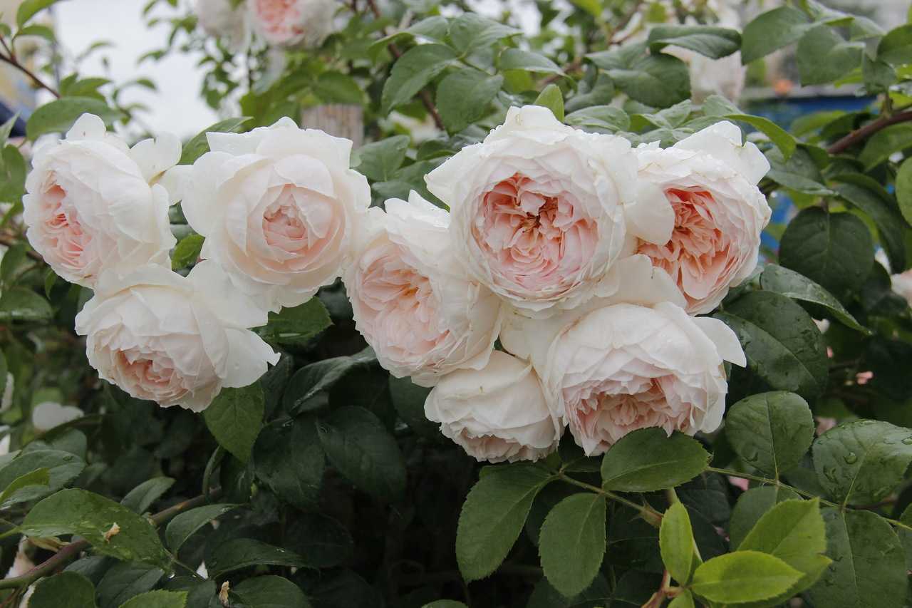 Описание английской сортовой розы вильям моррис: выращивание плетистого цветк