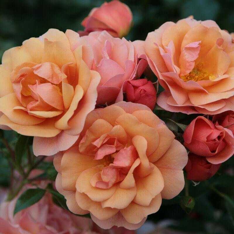 Розы флорибунда: описание, посадка, выращивание и уход :: syl.ru