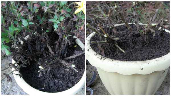 Хризантема садовая многолетняя: посадка и уход, фото, советы