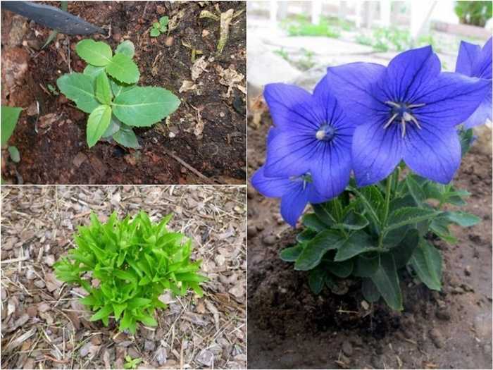 ✅ цветок платикодон: посадка, уход и выращивание - сад62.рф
