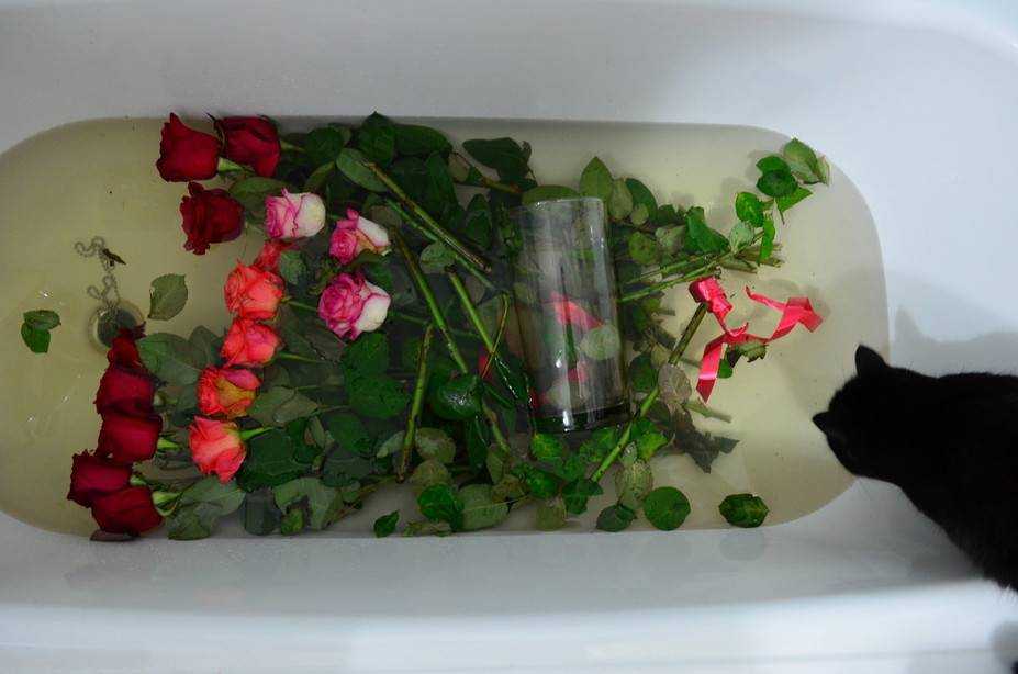 Как оживить розы, если они завяли в вазе — чем реанимация цветов отличается от простого ухода Как спасти цветы, если они вянут, пошаговая инструкция с использованием различных средств Когда реанимация роз невозможна