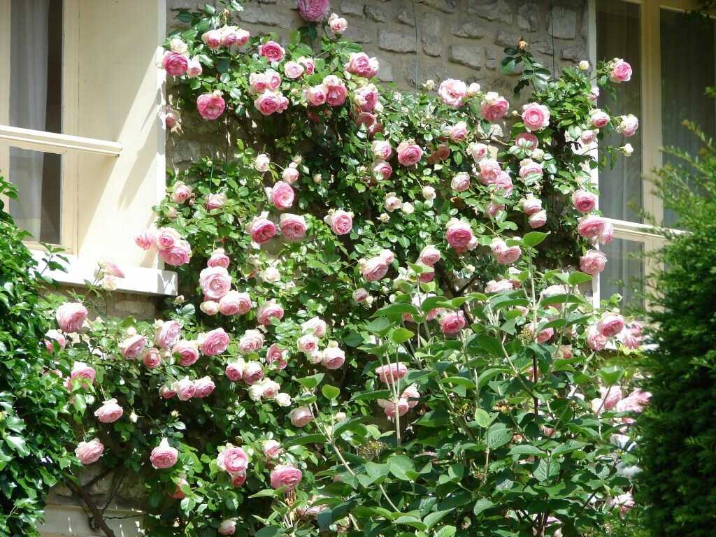 Плетистая роза «хендель»: описание, посадка и уход (+фото)