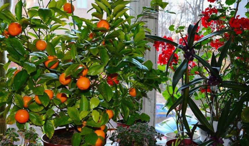 Что приносят в дом цитрусовые растения, которые не так просто выращивать, но многих это не пугает