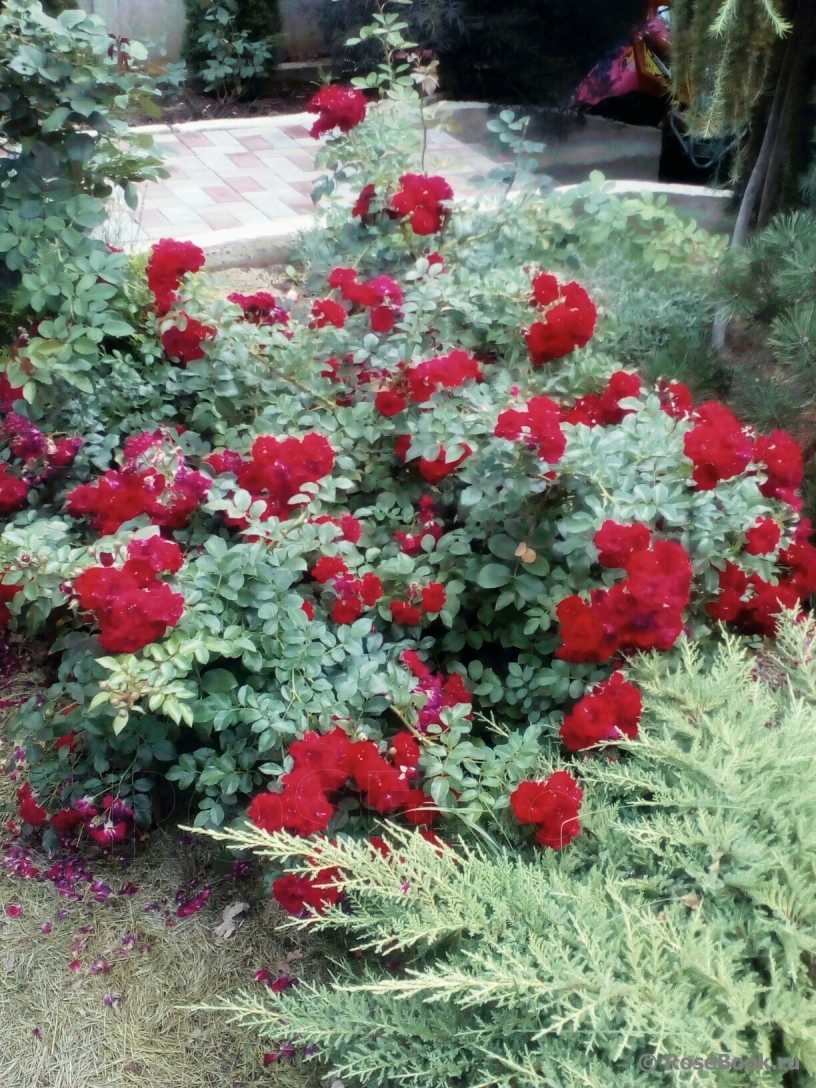 Лучшие почвопокровные розы для подмосковья, цветущие всё лето