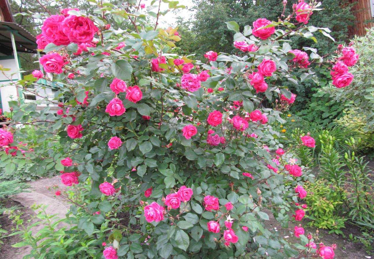 Канадский парковый сорт хоуп фо хьюманити: как сажать розу, особенности ухода