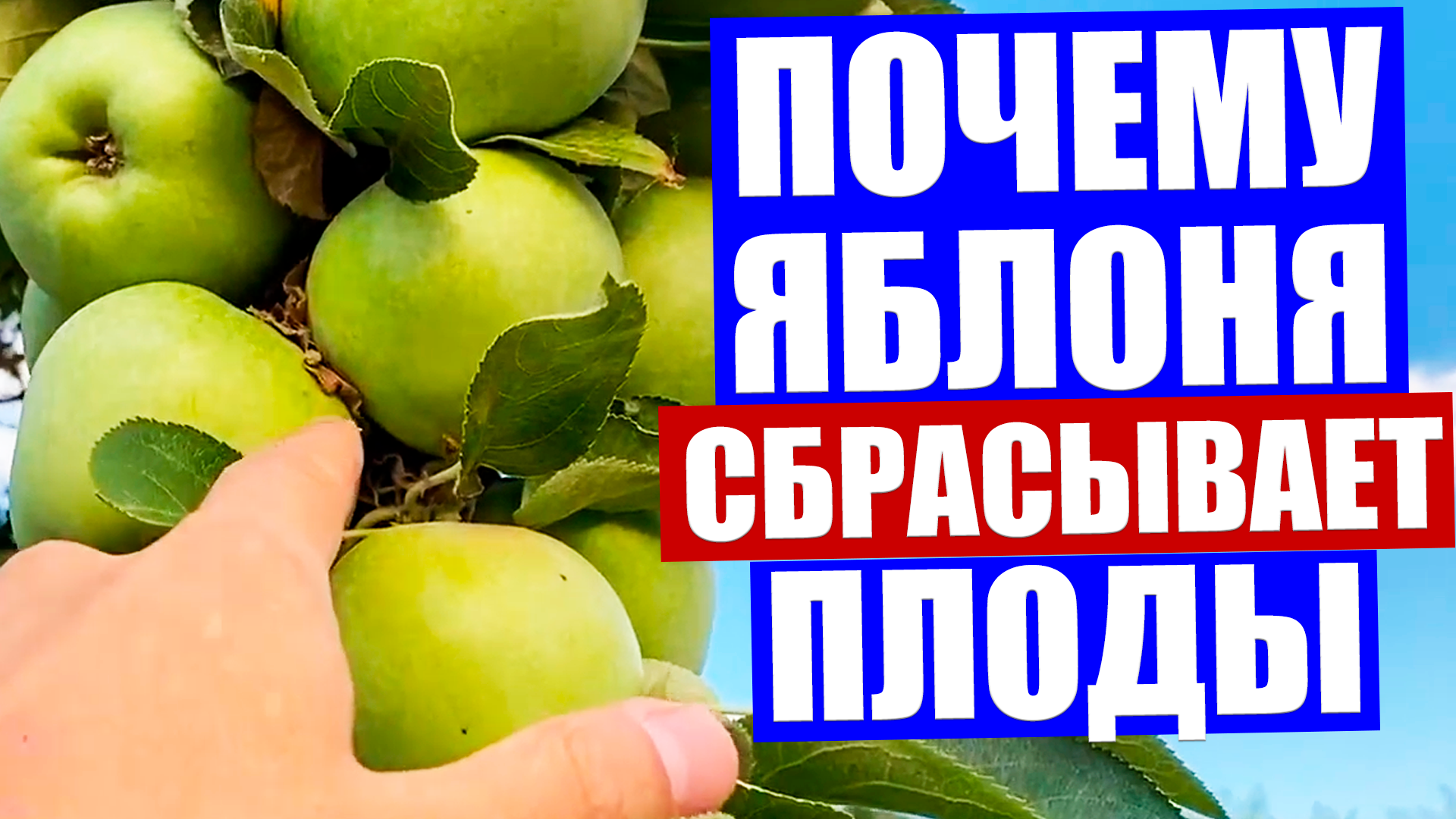 Почему яблоня сбрасывает яблоки, что делать и чем подкормить яблоню во время плодоношения + видео
