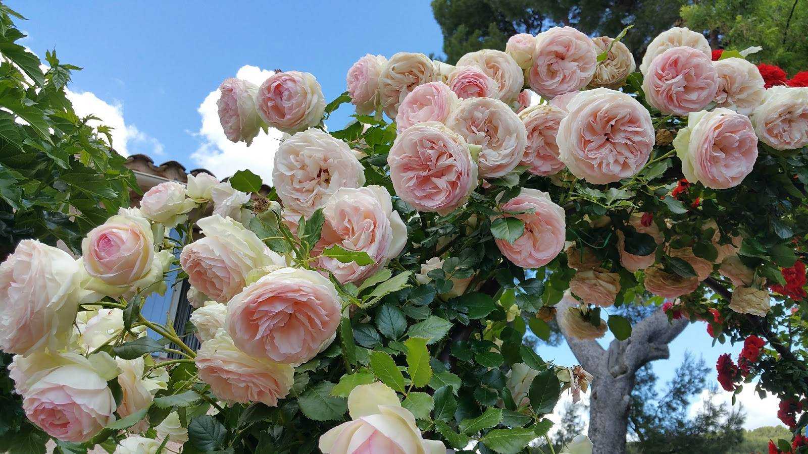 Плетистые розы: сорта, описание, фото, видео | все, что нужно знать о даче