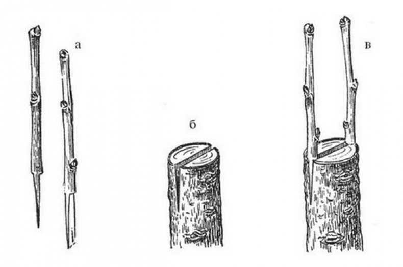 Как привить грушу: пошаговая инструкция как правильно прививается дерево. советы начинающим садоводам по прививке (90 фото)